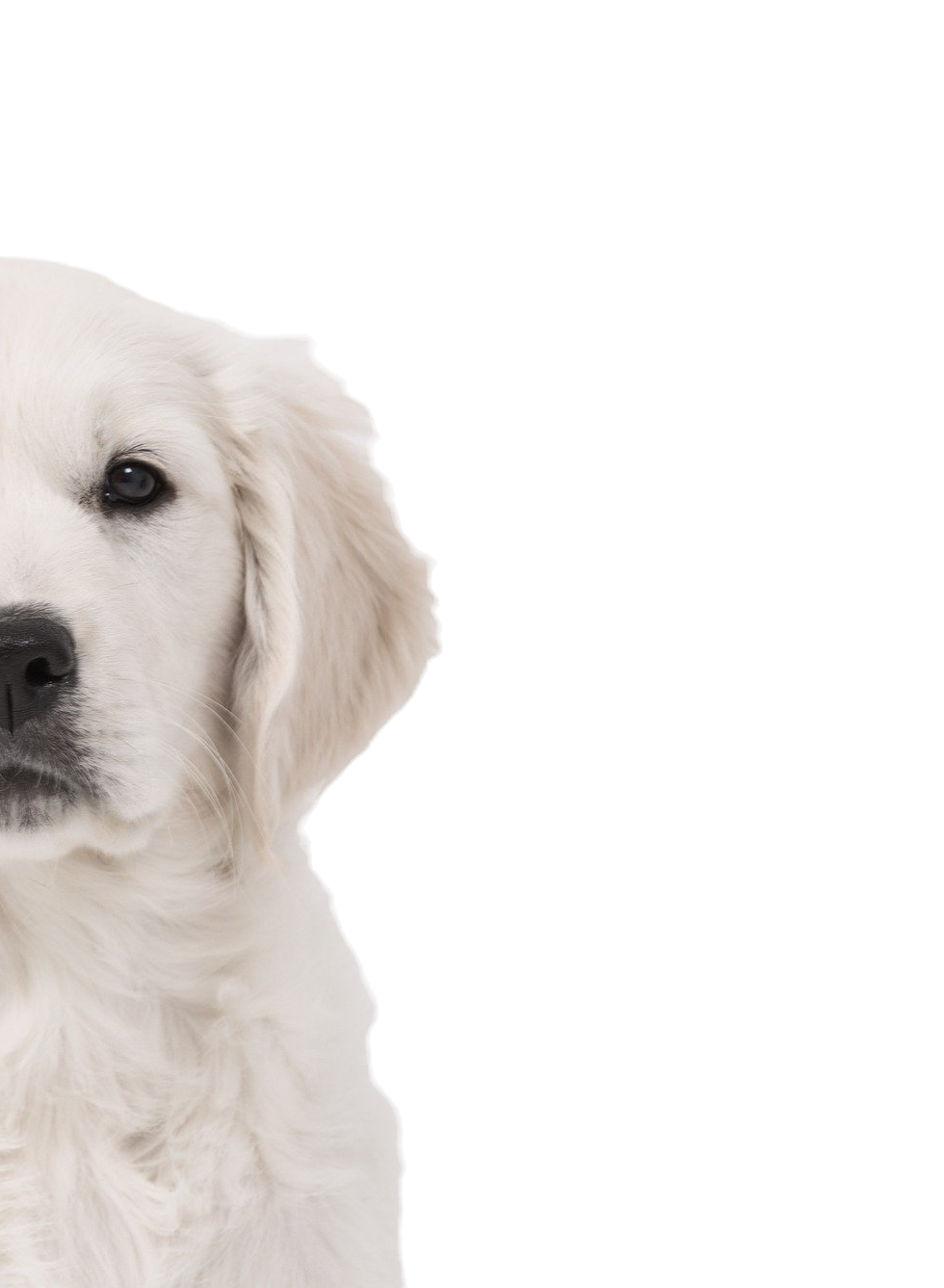 Client chien