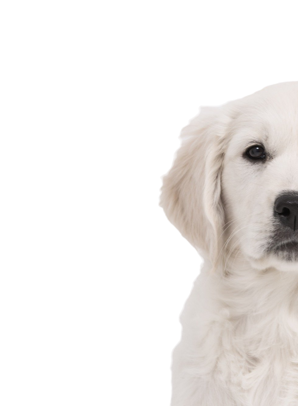 Client chien